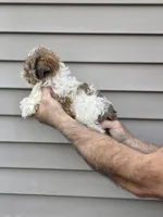 Billy , a male Shih Tzu for sale in Barnegat, NJ – 2 of 3