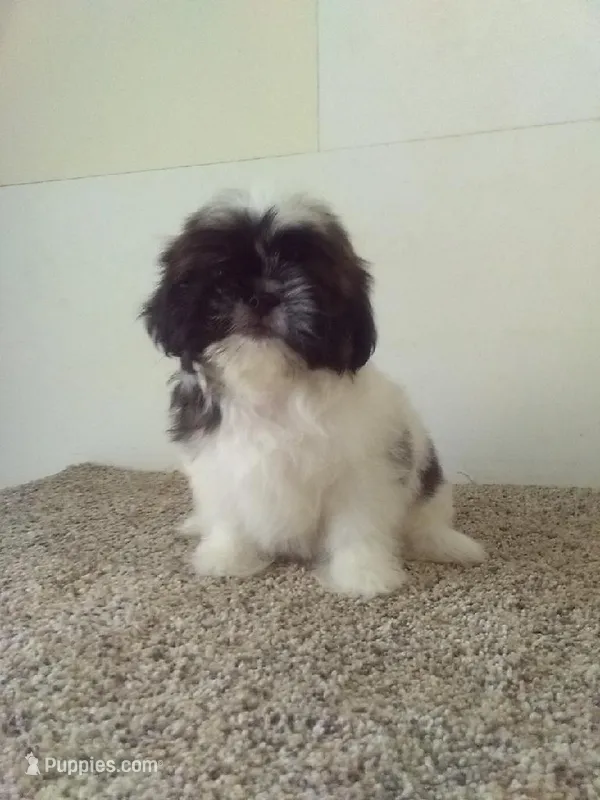 Janet – Shih Tzu puppy for sale in Barnegat, NJ