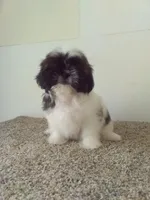 Janet, a female Shih Tzu for sale in Barnegat, NJ – 1 of 1