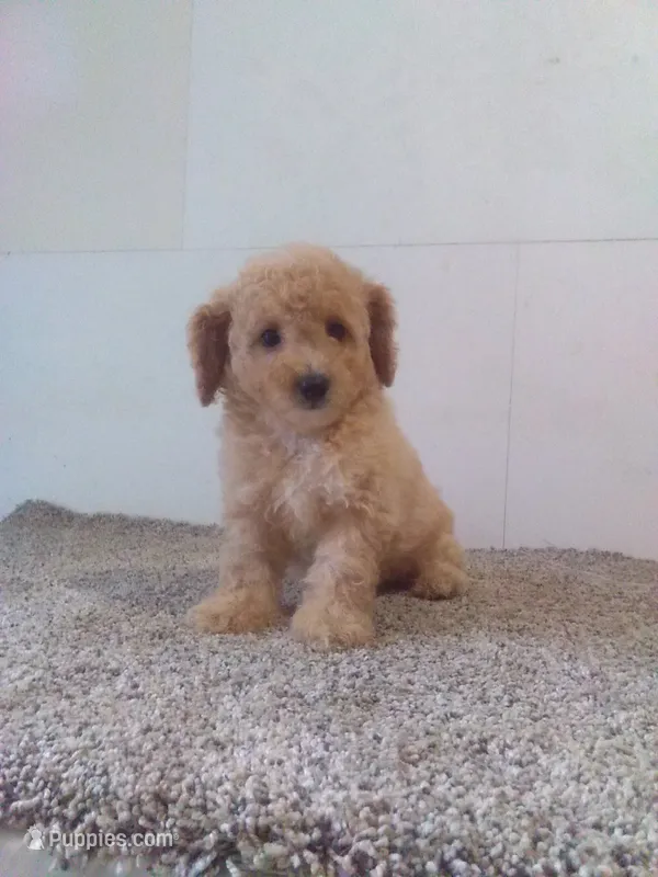 Betsy – Maltipoo puppy for sale in Barnegat, NJ