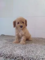 Betsy, a male Maltipoo for sale in Barnegat, NJ – 1 of 1