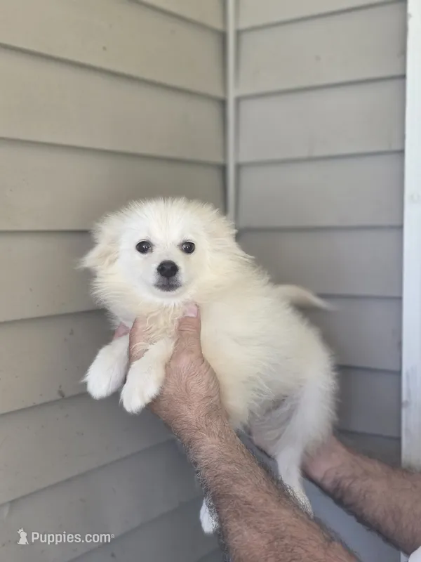 Frankie  – Pomeranian puppy for sale in Barnegat, NJ