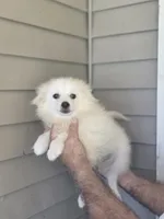 Frankie , a male Pomeranian for sale in Barnegat, NJ – 1 of 3