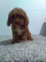 Claire , a female Cavapoo for sale in Barnegat, NJ – 1 of 1