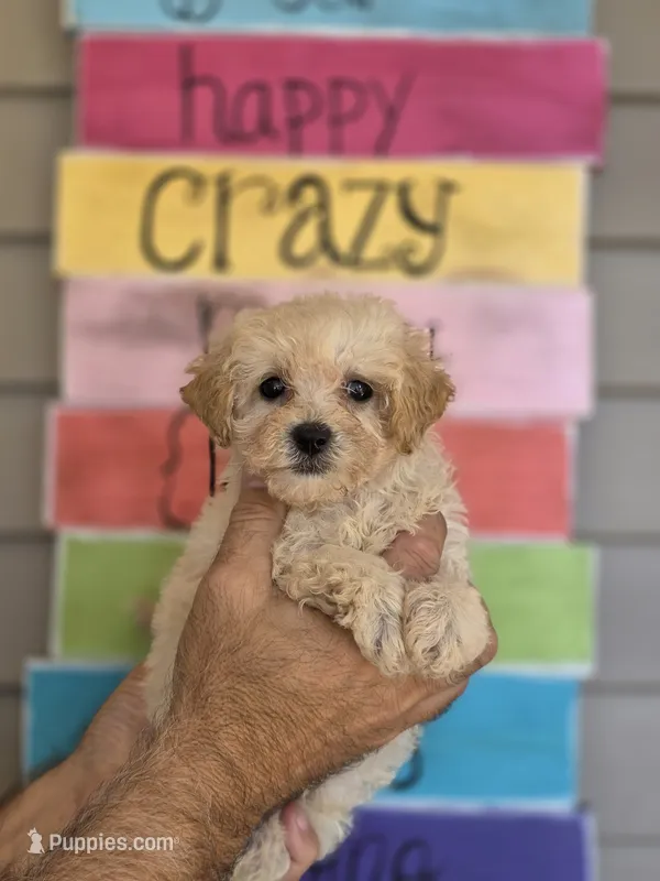 Peggy  – Maltipoo puppy for sale in Barnegat, NJ