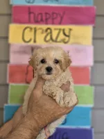Peggy , a female Maltipoo for sale in Barnegat, NJ – 1 of 3