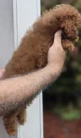 Peggy , a female Cavapoo for sale in Barnegat, NJ – 2 of 4