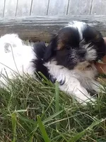 Sal , a male Shih Tzu for sale in Barnegat, NJ – 3 of 3