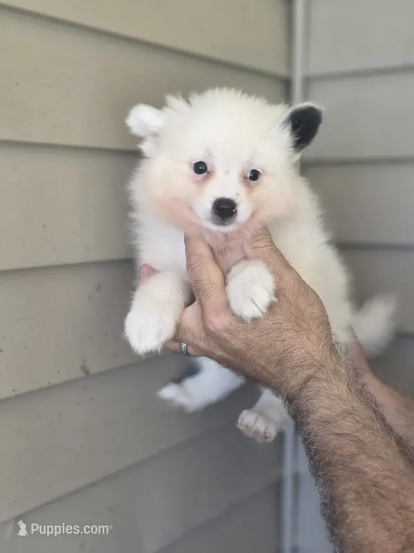 Sal  – Pomeranian puppy for sale in Barnegat, NJ