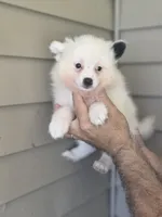 Sal , a male Pomeranian for sale in Barnegat, NJ – 1 of 3
