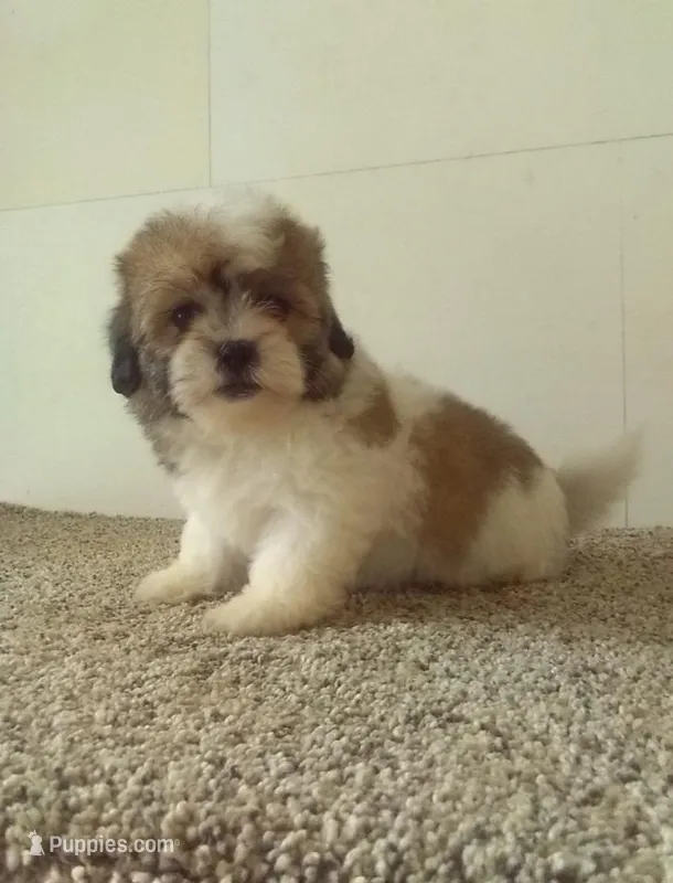 Suzzy  – Bichon Frise, Shih Tzu puppy on hold in Barnegat, NJ