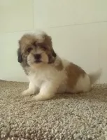 Suzzy , a female Bichon Frise and Shih Tzu for sale in Barnegat, NJ – 1 of 1