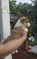 Will , a male Pembroke Welsh Corgi for sale in Barnegat, NJ – 2 of 3