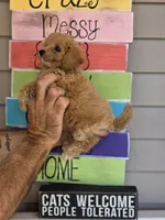 Sissy , a female Maltipoo for sale in Barnegat, NJ – 3 of 3