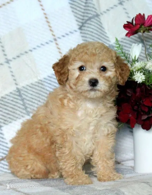 Sally  – Maltipoo puppy on hold in Barnegat, NJ