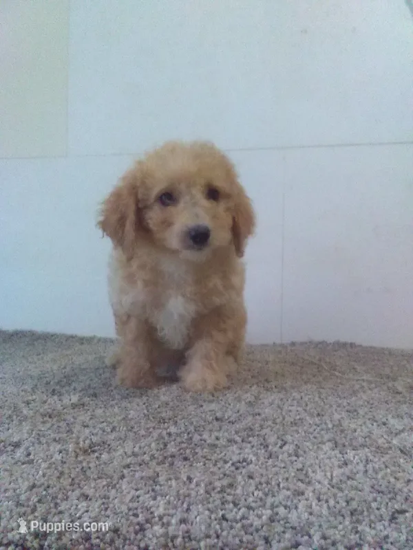 Chrissy – Bichpoo puppy for sale in Barnegat, NJ
