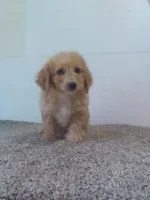 Chrissy, a female Bichpoo for sale in Barnegat, NJ – 1 of 1