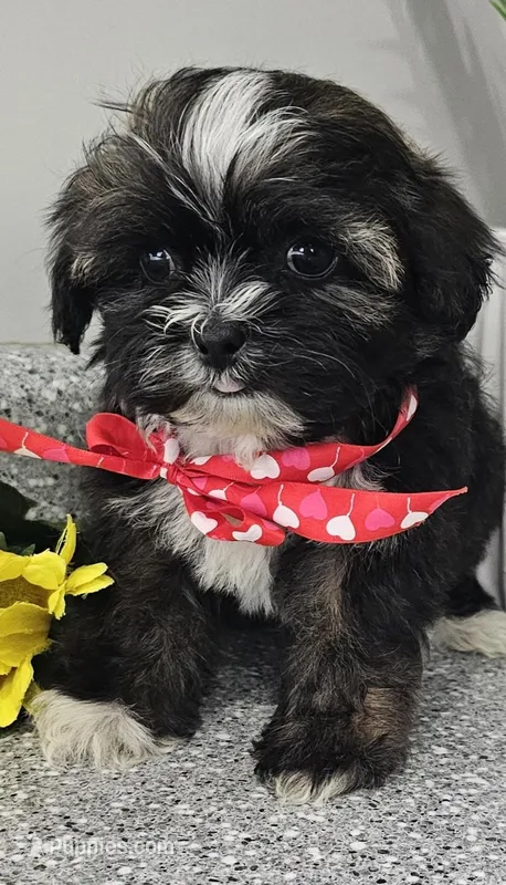 Pat  – Shih Tzu puppy for sale in Barnegat, NJ