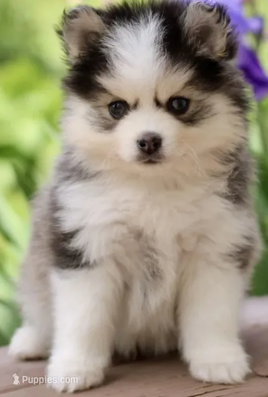 Sal  – Pomsky puppy for sale in Barnegat, NJ
