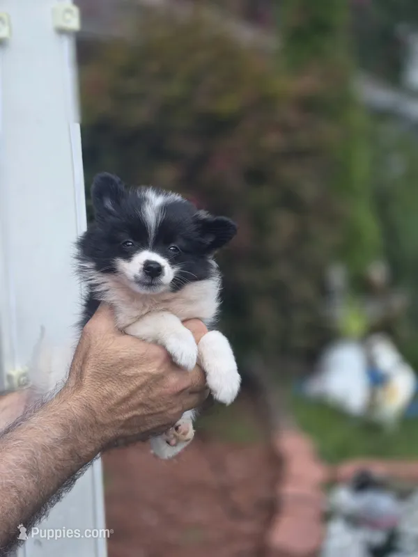 Sweetie  – Pomeranian puppy for sale in Barnegat, NJ