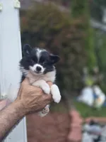 Sweetie , a female Pomeranian for sale in Barnegat, NJ – 1 of 3