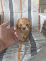 Tiny tim, a male Cavapoo for sale in Barnegat, NJ – 4 of 4