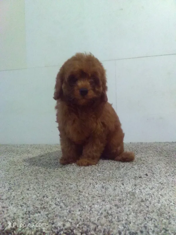 Charlie  – Cavapoo puppy for sale in Barnegat, NJ