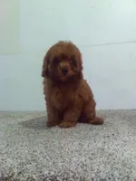 Charlie , a male Cavapoo for sale in Barnegat, NJ – 1 of 1