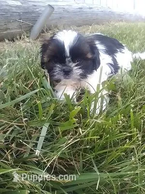 Sal  – Shih Tzu puppy for sale in Barnegat, NJ