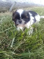 Sal , a male Shih Tzu for sale in Barnegat, NJ – 1 of 3