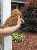Sissy , a male Maltipoo for sale in Barnegat, NJ – 3 of 4