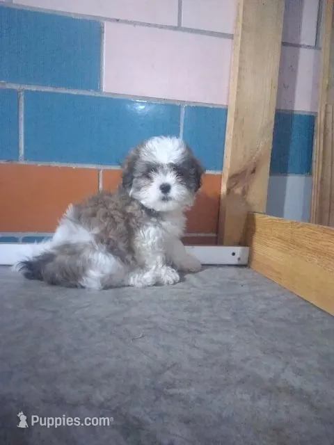 Tony  – Shih Tzu puppy for sale in Barnegat, NJ