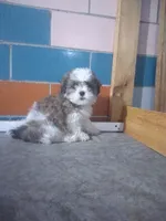 Tony , a female Shih Tzu for sale in Barnegat, NJ – 1 of 1