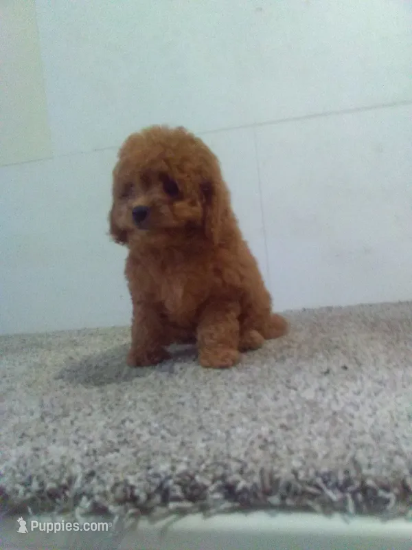 Claire  – Cavapoo puppy for sale in Barnegat, NJ