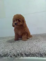 Claire , a female Cavapoo for sale in Barnegat, NJ – 1 of 1