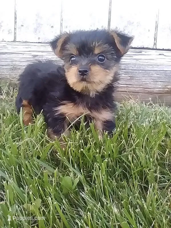 Maggie  – Yorkshire Terrier puppy for sale in Barnegat, NJ