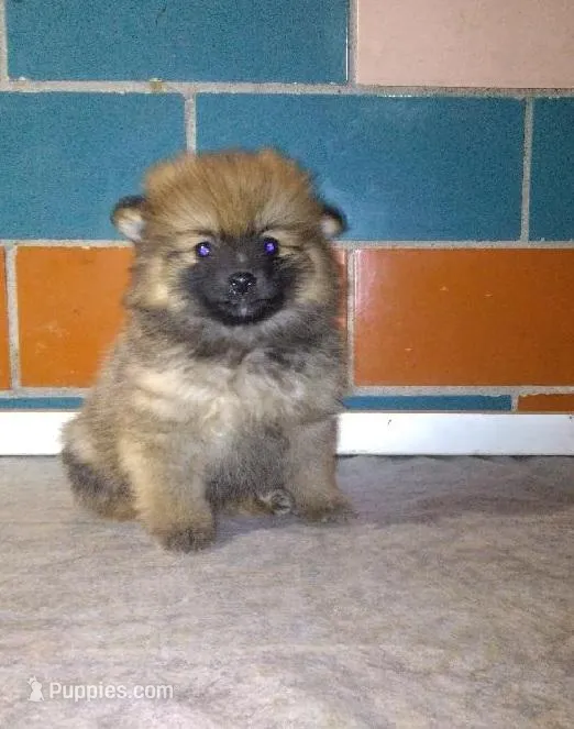 Sissy  – Pomeranian puppy for sale in Barnegat, NJ