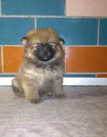 Sissy , a female Pomeranian for sale in Barnegat, NJ – 1 of 1