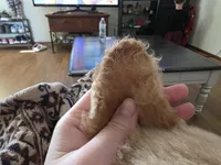 Murphy, a male Double Doodle for sale in Bristol, TN – Photo 5 of 10