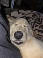 Murphy, a male Double Doodle for sale in Bristol, TN – Photo 6 of 10