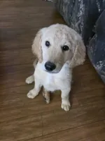 Murphy, a male Double Doodle for sale in Bristol, TN – Photo 7 of 10