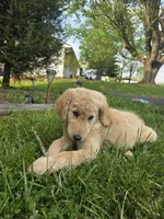 Murphy, a male Double Doodle for sale in Bristol, TN – Photo 10 of 10
