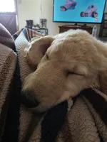 Murphy, a male Double Doodle for sale in Bristol, TN – Photo 4 of 10