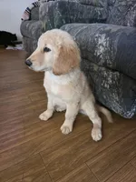 Murphy, a male Double Doodle for sale in Bristol, TN – Photo 8 of 10