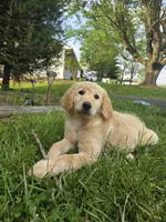 Murphy, a male Double Doodle for sale in Bristol, TN – Photo 1 of 10