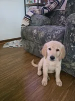 Murphy, a male Double Doodle for sale in Bristol, TN – Photo 9 of 10