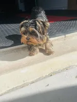 Boy 2, a male Yorkshire Terrier for sale in Atlanta, GA – Photo 2 of 4
