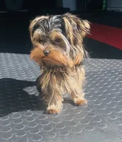 Boy 2, a male Yorkshire Terrier for sale in Atlanta, GA – Photo 1 of 4