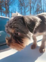 Boy 1, a male Yorkshire Terrier for sale in Atlanta, GA – Photo 1 of 6