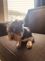 Boy 1, a male Yorkshire Terrier for sale in Atlanta, GA – Photo 4 of 6